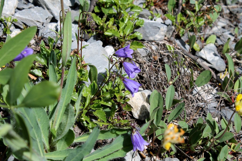 Campanula cochleariifolia (Campanulaceae)